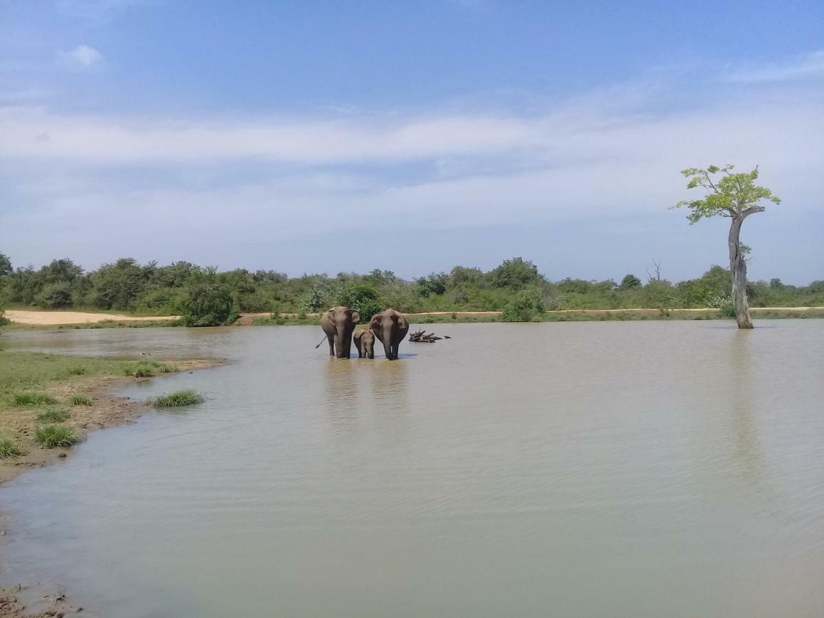 Tusker'S Paradise Safari Villa Udawalawe Esterno foto
