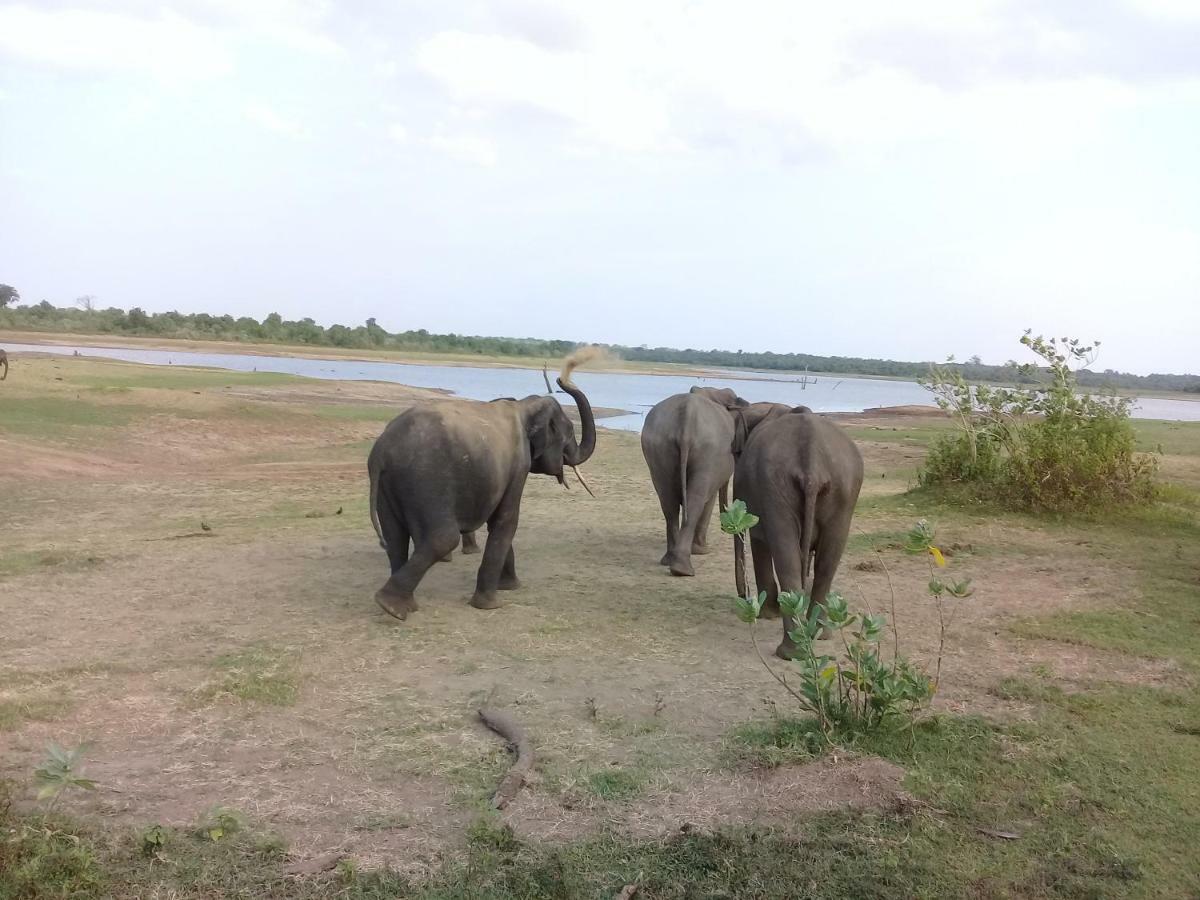 Tusker'S Paradise Safari Villa Udawalawe Esterno foto