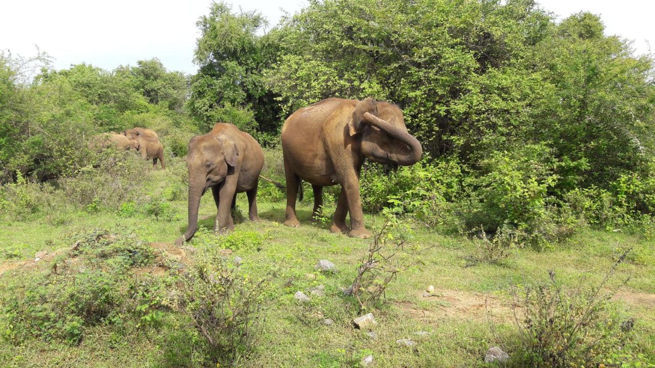 Tusker'S Paradise Safari Villa Udawalawe Esterno foto