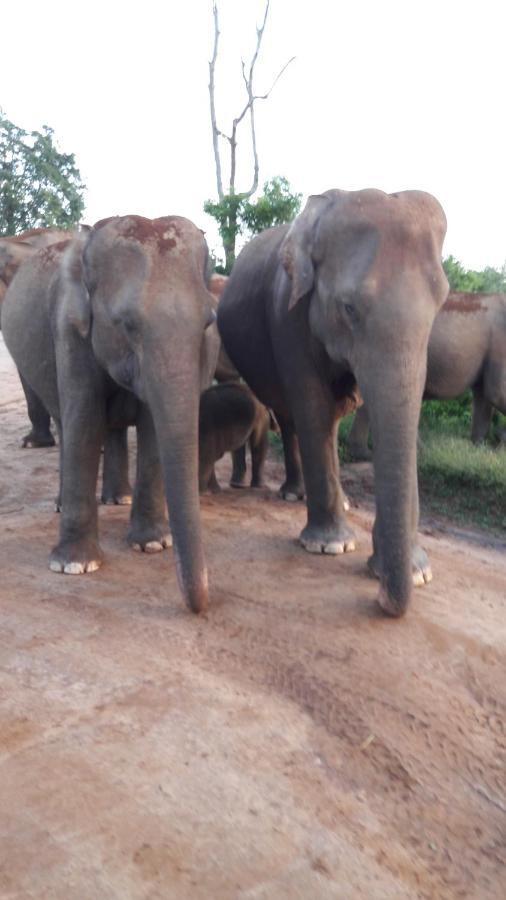 Tusker'S Paradise Safari Villa Udawalawe Esterno foto