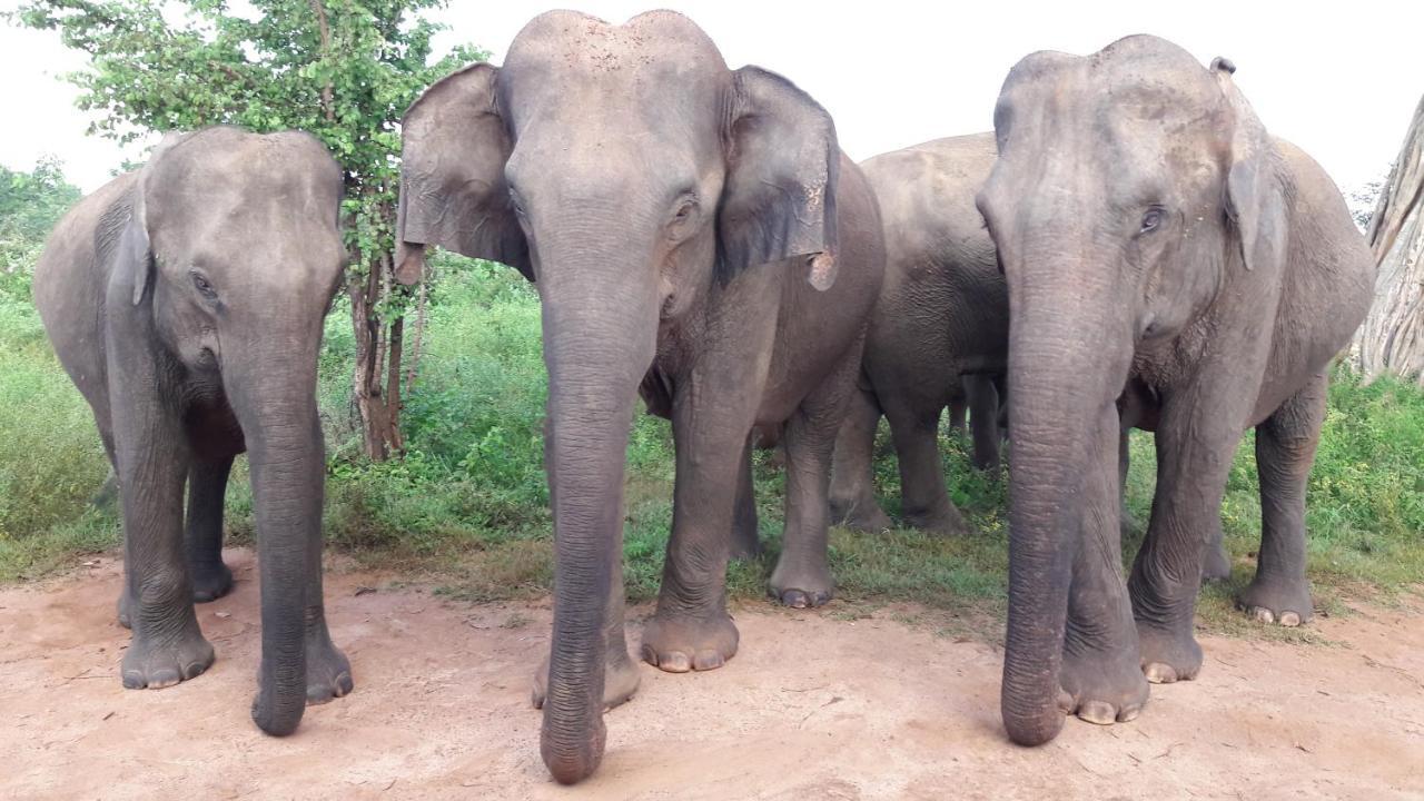 Tusker'S Paradise Safari Villa Udawalawe Esterno foto