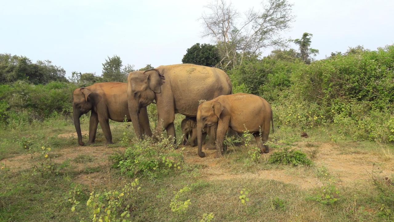 Tusker'S Paradise Safari Villa Udawalawe Esterno foto