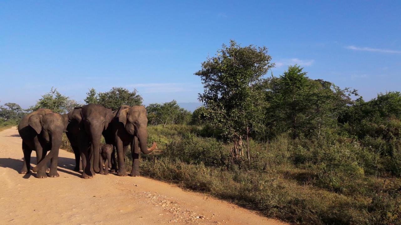 Tusker'S Paradise Safari Villa Udawalawe Esterno foto